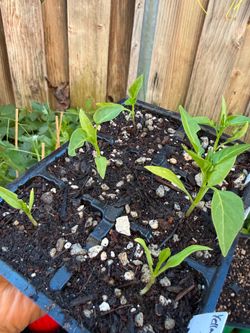 Very spicy !🌶️Fresno pepper starter seedlings