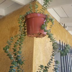 HANGING..PLANT