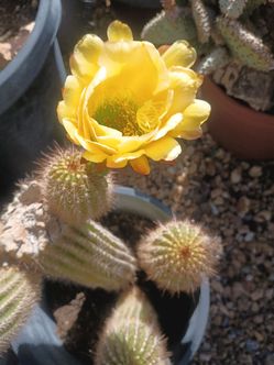 Yellow cactus 💛