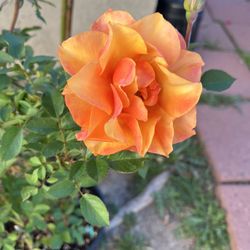 Denmark Roses live plant 2 gallons “El Paso Forever “