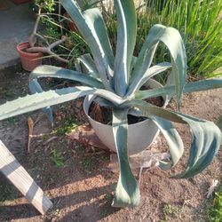 Two Mature American Agave Plants