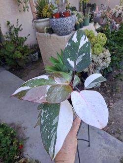 RARE Philodendron RED ANDERSON Plant $50