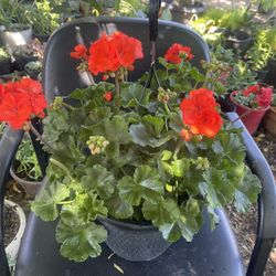  Geranium Plant On Handle Busker