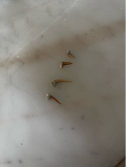 Goblin shark teeth