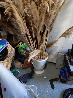 Pompous Grass in vase