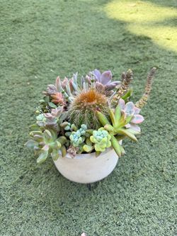 Succulent arrangement