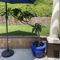 Plumeria With Blue Ceramic Pot 