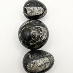 🌟 Set of 3 Polished Orthoceras Fossil Eggs! 🌟