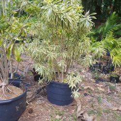 Song off India 12/13 Feet tall $150.00