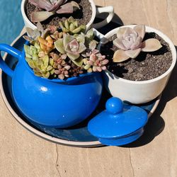 Tea set of succulents