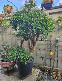 48-Year-Old Jade Bonsai Tree (Crassula Ovata) – Large & Mature – 5ft Tall
