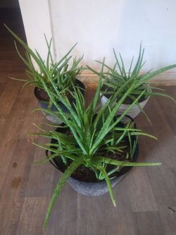 Aloe vera plants
