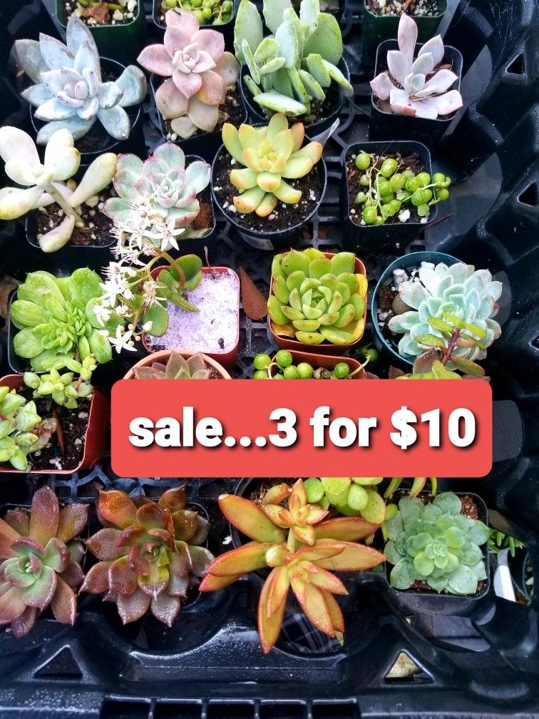 VALENTINES SUCCULENT SALE THIS SATURDAY 2/6 SAN LORENZO