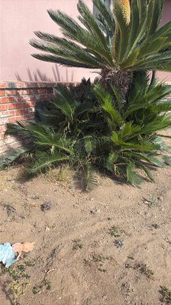 Baby sago palms