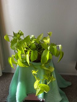 Pothos