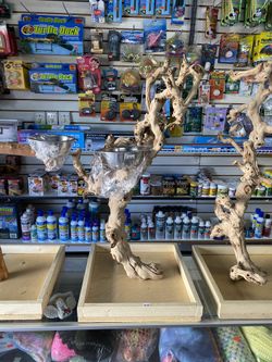 Bird Parrot Stand