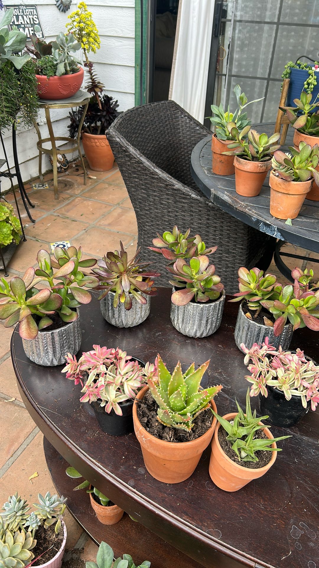 4 Silver Pots With Succulents