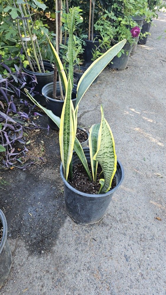 Snake Plant. Lengua De Suegra