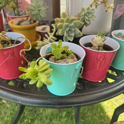 Small Succulents For Only $5