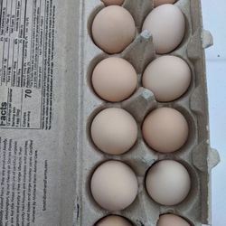 Fresh Eggs - delicious and healthy