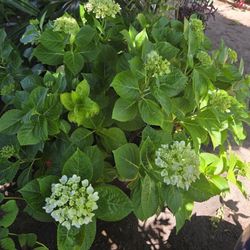 Hydrangea...Hortencia 