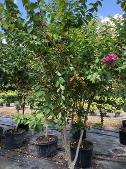 Crape Myrtle Dark Pink