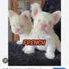 Frenchies