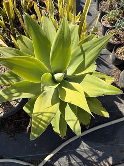 Foxtail agave attenuata cactus succulent plant