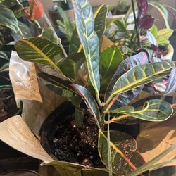 Two crotons 