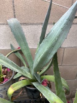 Agave