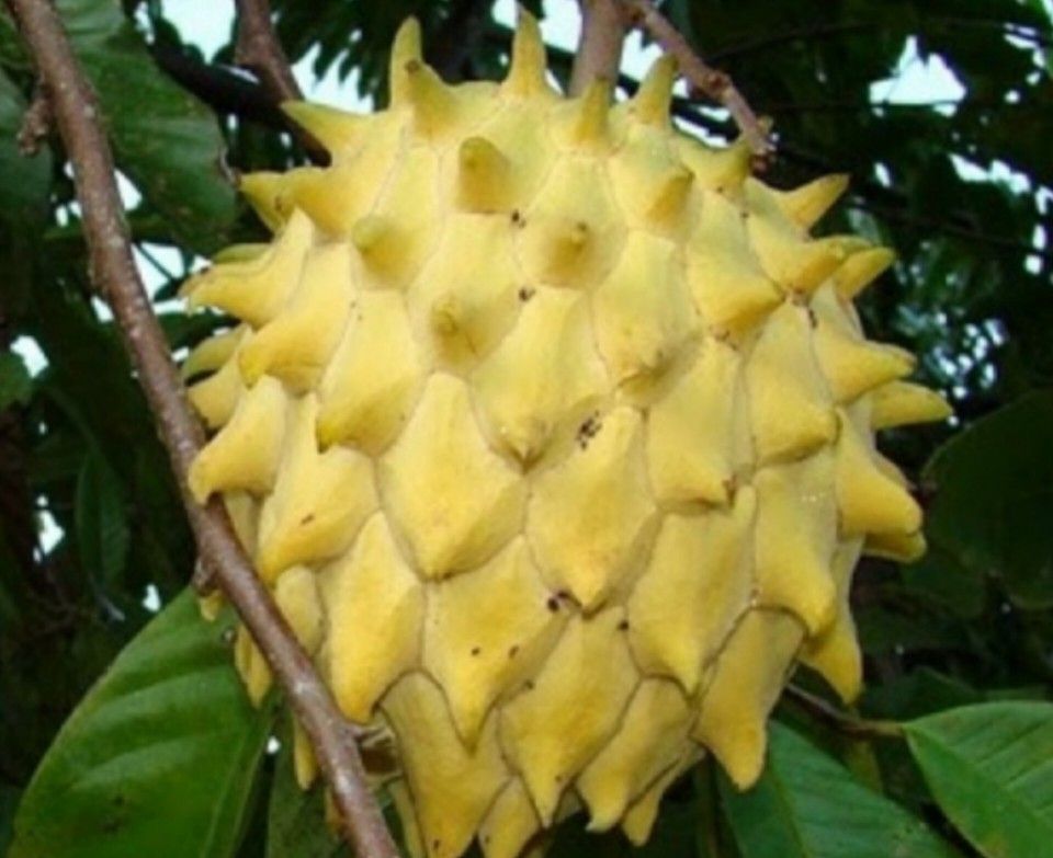 rollinia Deliciosa Airlayered Trees 3gal Arboles de suncuya 3gal