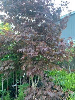7-8 large blood good maple tree