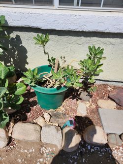 Collard green plant 40 bucks