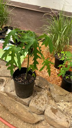 Papaya plant