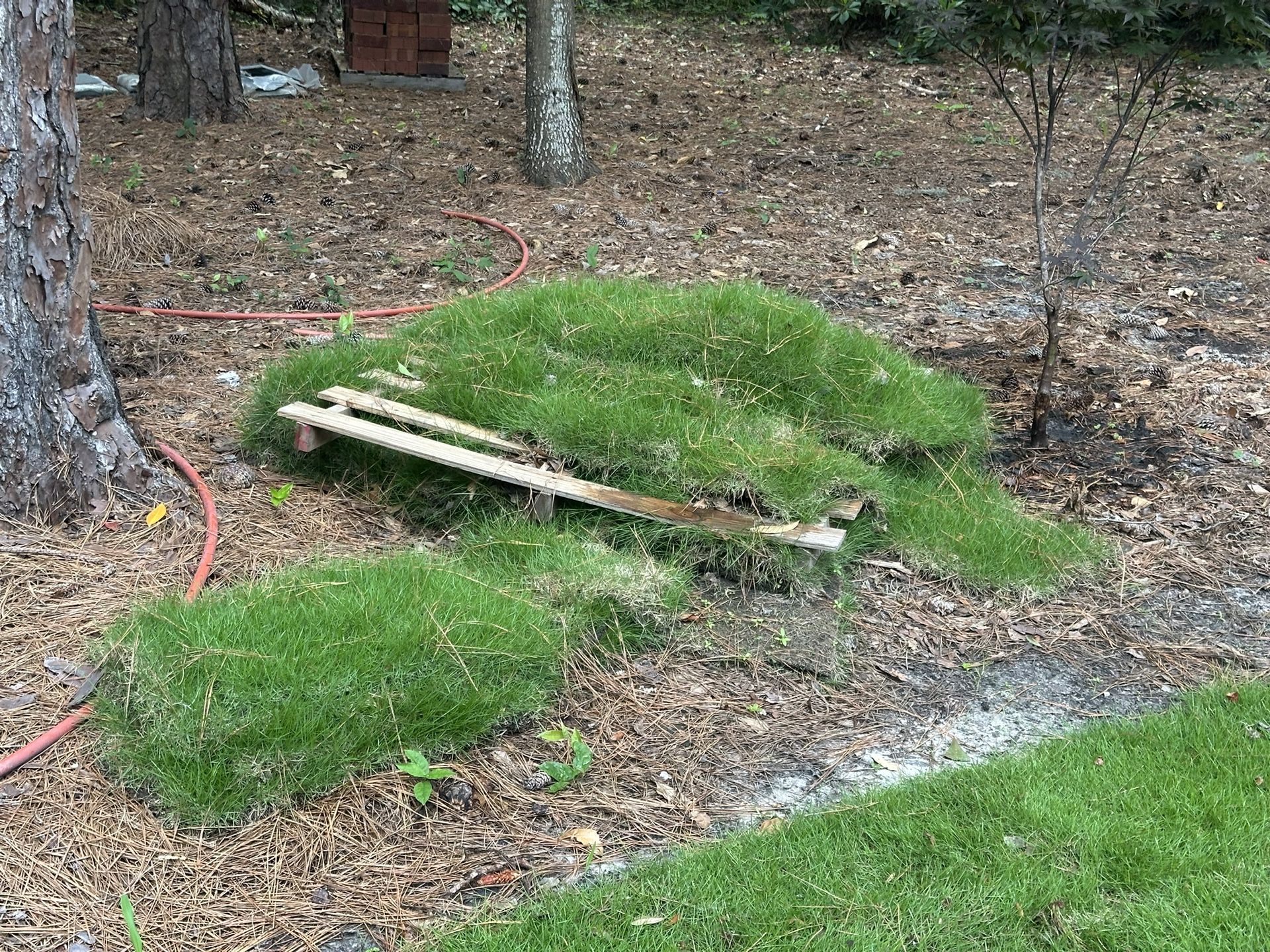 Leftover Sod ~100-150 Sqft - FREE Just Need To Pick Up