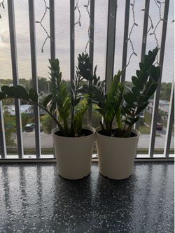 2 Zz Plants