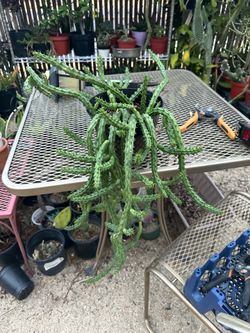 Huernia ojo de dragón