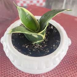  Dwarf Snake Plant In White Ceramic Pot