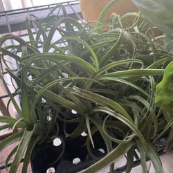 Air Plants