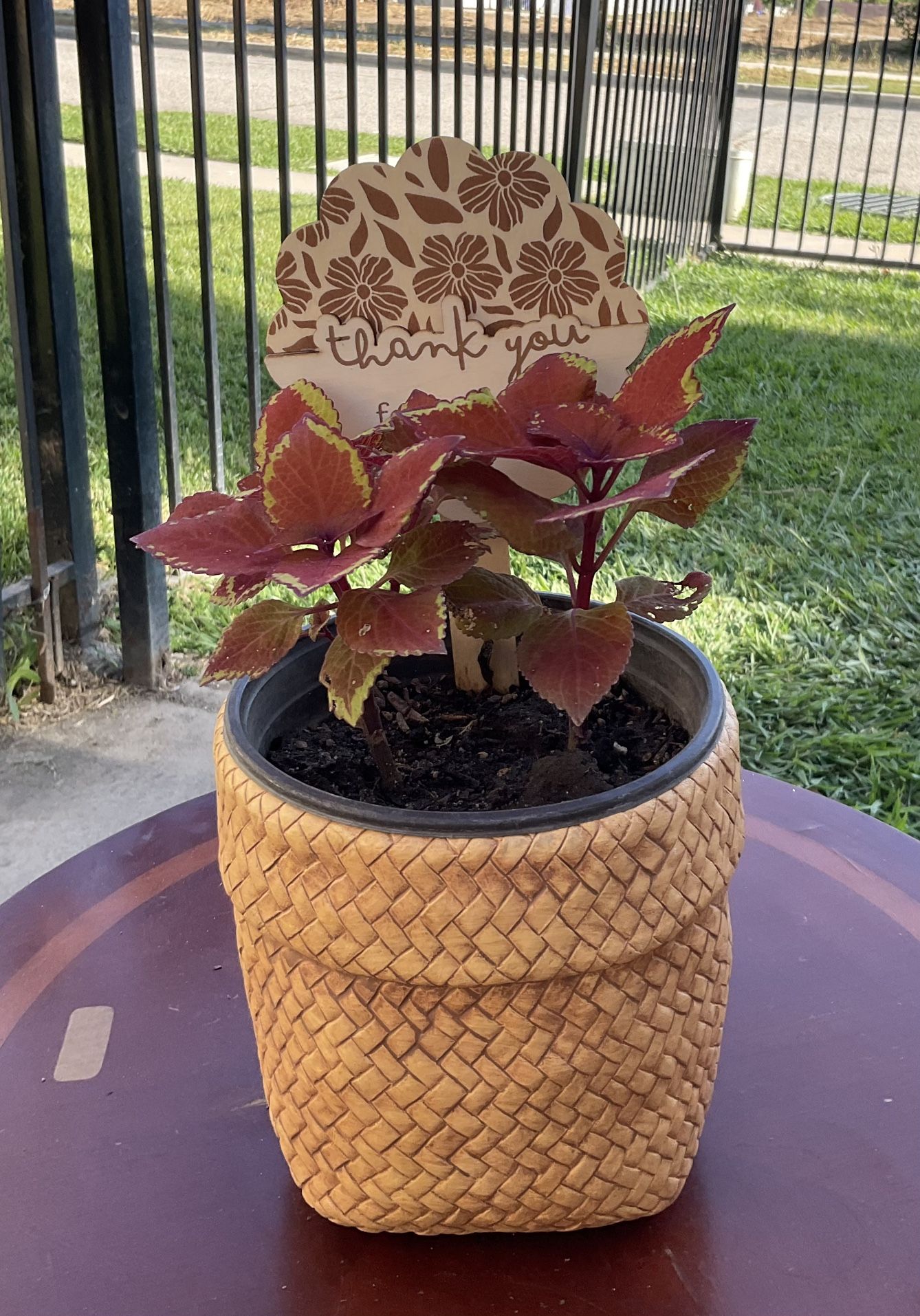 Coleus Campfire Plant $15