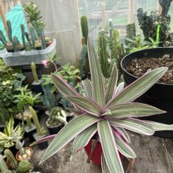 Purple House 🏡 Plants 🪴 