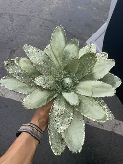 Beautiful Huge Light Green Christmas Flower/Poinsettias