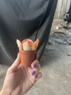 Donkey Ear Succulent Plant