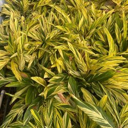 Ginger Variegated