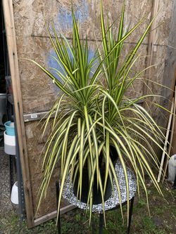 Indoor Plant
