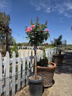 $155 All Dressed Up Rose Tree 🌿 Strong fragrance,