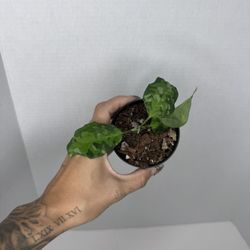 Aglaonema Pictum Tricolor Plant 