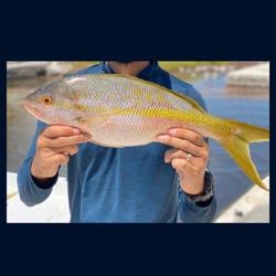 Reef Fishing 