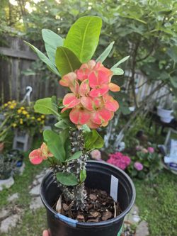 Corona de cristo Planta ๐ชด