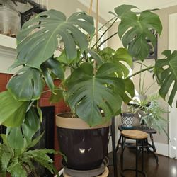 Philodendron Monstera 4+ ft Tall